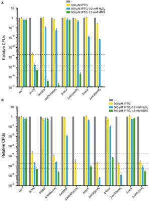 Bacillus subtilis PcrA Couples DNA Replication, Transcription, Recombination and Segregation